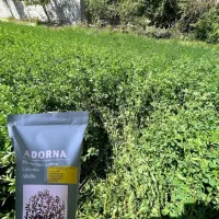 بذر یونجه گرمسیر ایتالیایی آدورنا