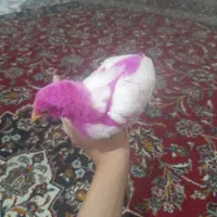 جوجه رنگی سالم