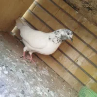 کبوتر