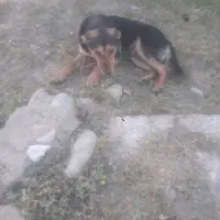 سگ (بدره)