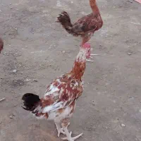 خروس لاری دوعدد