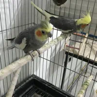 عروس هلندی