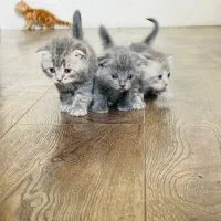 گوله های عشق پشمالو ( گربه های زیبا)