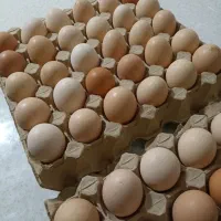 تخم مرغ نطفه دار. گلین