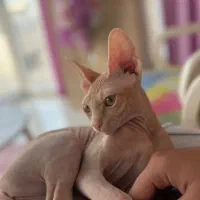 گربه ماده اسفینکس pink