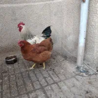 مرغ تخم گزار جوان و خروس