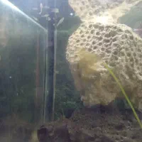 بچه گوپی|ماهی|خوی, |دیوار
