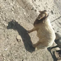 ورن زرد کوردی