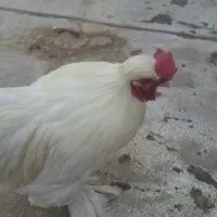 خروس برهما سفید