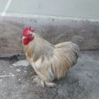 مرغ خروس کوشین
