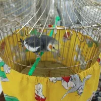 فروش پرنده