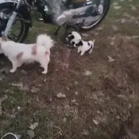 دوعددبچه سگ اشپز ماده به فروش میرسد