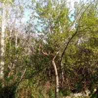 زمین ده سر زیارت