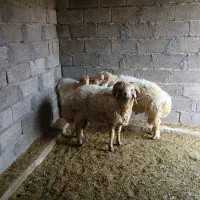 یک راس قوچ چاق وبره چاق