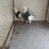 کبوتر طوقی