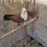 کبوتر رنگی
