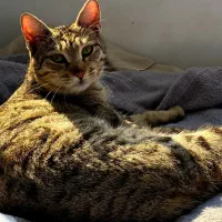 واگذاری گربه