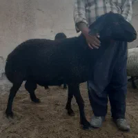 قوچ افشار نژاد دار  و بز نر
