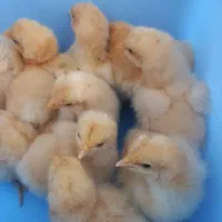 مرغ ویاندوت و اورپینگتون