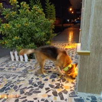 سگ ژرمن نر تقریباً ۱۰ ماهه باهوش پلیسی.