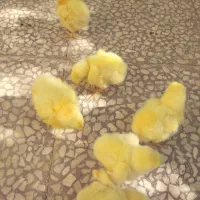 9تاجوجه گوشتی 2روزه و10جوجه تخم گذار5روزه