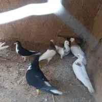 کفتر