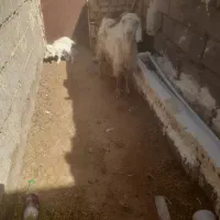 ۱راس بززایید ه ۱۲۷۰۰