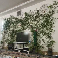 گل پتروس