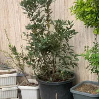 درختچه برگ بو