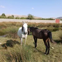 مادیون و کره دره شوری.و کره کامل مشکی