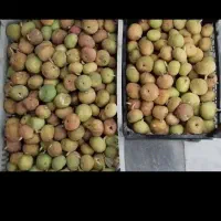 انجیر درشت و شیرین
