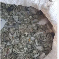 کود کفتر
