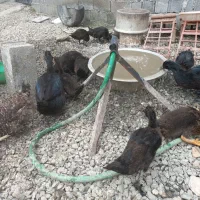 مرغ وخروس واردک پروازی واردک خارجی یکدست مشکی