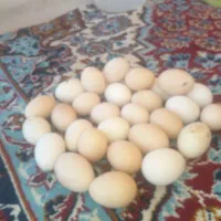 تخم مرغ 26 هزار