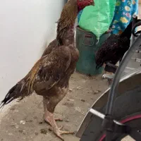 اوشامو جوجه
