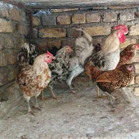 مرغ و خروس