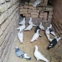چند عدد کبوتر سفید