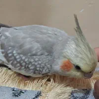 عروس هلندی