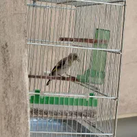 جوجه معاوضعه