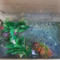 آکواریوم شرکتی