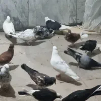 کفتر  همه عالی
