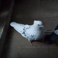 کبوتر پرشی