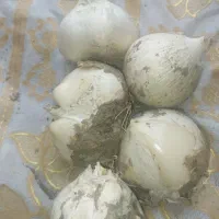 موسیر کوهی تازه فریدن