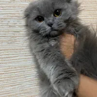 بچه گربه اسکاتیش