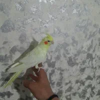 عروس هلندی جفت