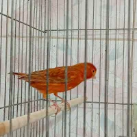تعدادی قناری نر و ماده