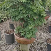 گلستان فرحان ( گل پله موا و شفلرا سبز و ابلق )