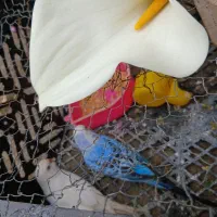 مرغ عشق|پرنده|فومن, |دیوار