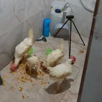 جوجه خروس رنگی ماشینی ۴ عدد