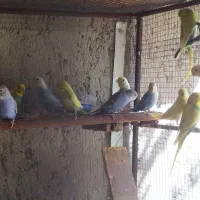 مرغ عشق